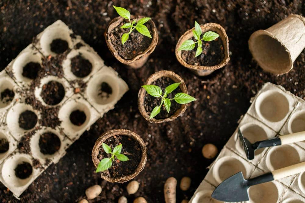 Nurturing Life: The Art of Garden Seedlings and Transplants